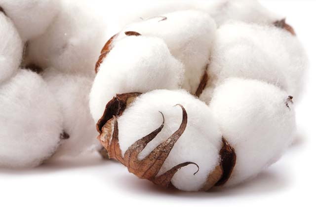 Cotton